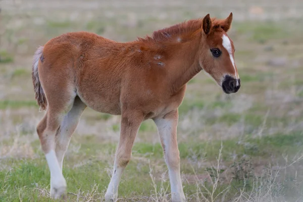 Cute Wild Horse Foal Spring Utah Desert — Stock Photo, Image