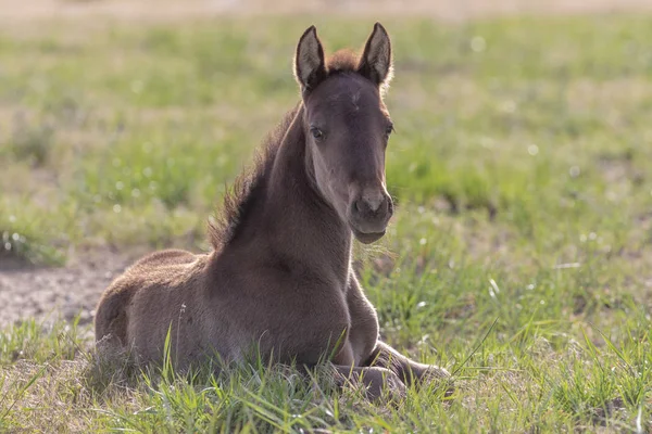 Cute Wild Horse Foal Spring Utah Desert — Stock Photo, Image