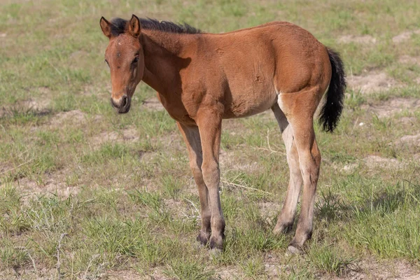 Lindo Potro Caballo Salvaje Primavera Desierto Utah —  Fotos de Stock