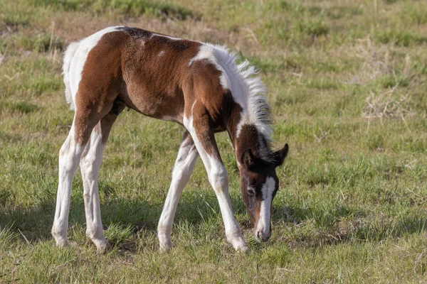 Cute Wild Horse Foal Spring Utah Desert — Stock Photo, Image