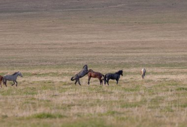 Baharda Utah çölünde güzel vahşi atlar