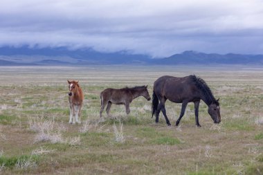 Baharda Utah çölünde güzel vahşi atlar