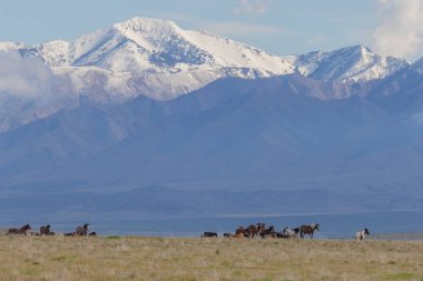 Baharda Utah çölünde güzel vahşi atlar
