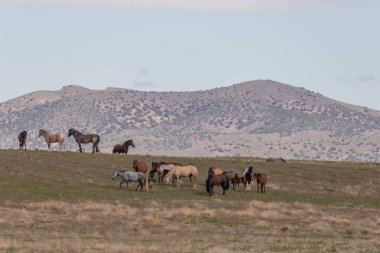 Baharda Utah çölünde güzel vahşi atlar