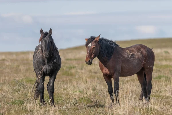 Belos Cavalos Selvagens Primavera Deserto Utah — Fotografia de Stock