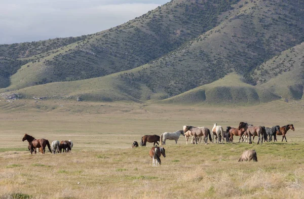 beautiful wild horses in spring in the Utah desert