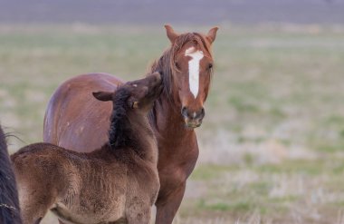 Utah çölde vahşi bir at mare ve sevimli tay