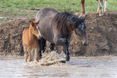 Utah çölde vahşi bir at mare ve sevimli tay