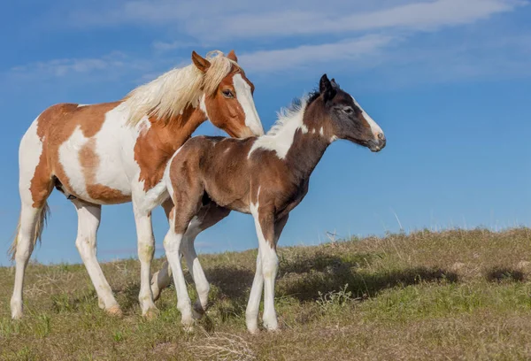 stock image a wild horse mare and cute foal in the Utah desert