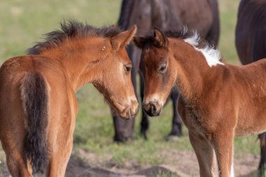 sevimli vahşi at foals Utah çölde bir çift