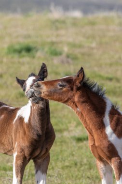 sevimli vahşi at foals Utah çölde bir çift