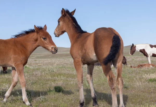 Une Paire Poulains Chevaux Sauvages Mignons Dans Désert Utah — Photo