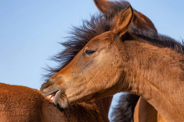 Par Potros Cavalo Selvagem Bonitos Deserto Utah — Fotografia de Stock