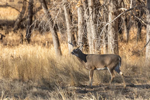 Whitetail Buck Colorado Podczas Jesiennej Rutyny — Zdjęcie stockowe