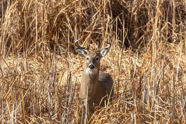 a whitetail buck in Colorado during the fall rut