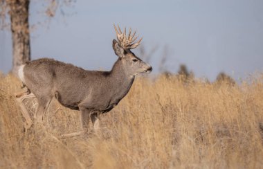 Sonbahar monotonluğu sırasında Colorado 'da bir geyik katırı.