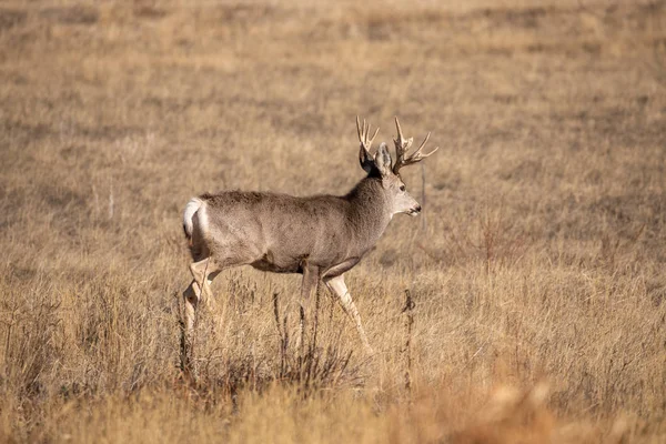 Cerf Mulet Buck Dans Colorado Pendant Ornière Automne — Photo