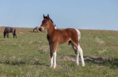 Utah Çölü 'nde baharda tatlı bir at yavrusu.