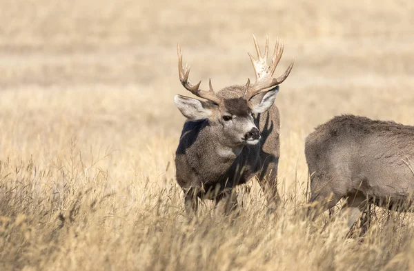 Bonito Ciervo Mula Colorado Otoño —  Fotos de Stock