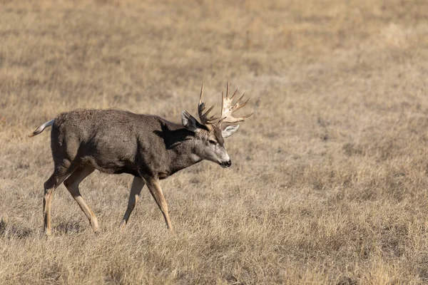 Nice Mule Deer Buck Colorado Autumn — Stock Photo, Image