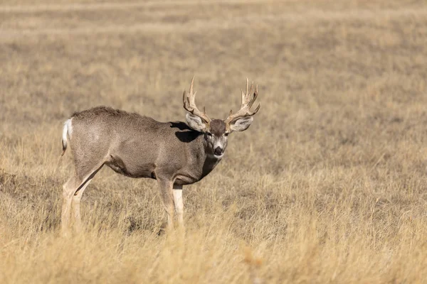 Bom Buck Veado Mula Colorado Outono — Fotografia de Stock