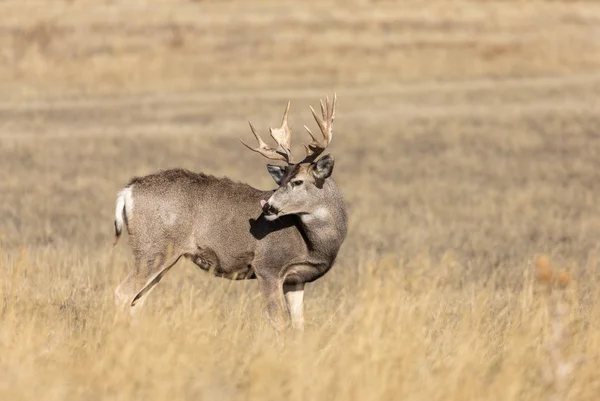 Nice Mule Deer Buck Colorado Autumn — Stock Photo, Image