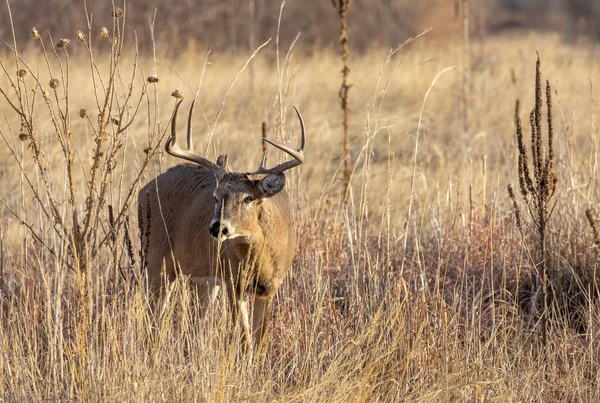 Cerf Virginie Mâle Dans Colorado Pendant Ornière Automne — Photo