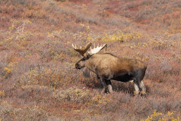 Alaska Yukon Tjur Älg Denali Nationalpark Alaska Hösten — Stockfoto