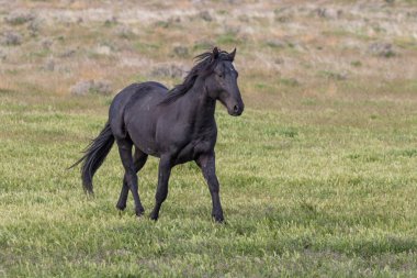 Baharda Utah çölünde güzel vahşi bir at.