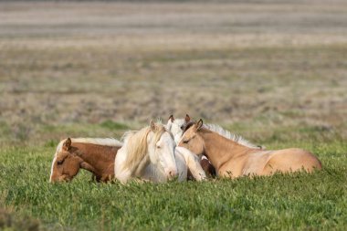Baharda Utah çölünde vahşi bir at sürüsü.
