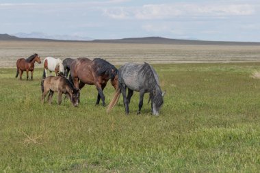 Baharda Utah çölünde vahşi bir at sürüsü.