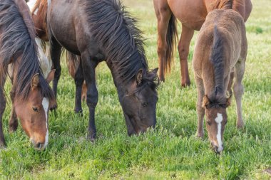 Baharda Utah çölünde vahşi bir at sürüsü.