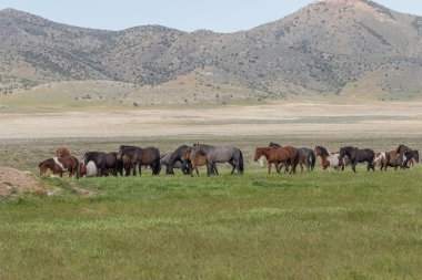 Baharda Utah çölünde vahşi bir at sürüsü.