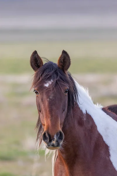 Beautiful Wild Horse Spring Utah Desert — Stock Photo, Image