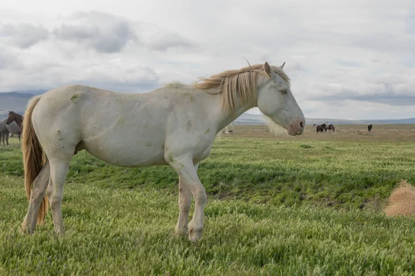 a beautiful wild horse in spring in the Utah desert