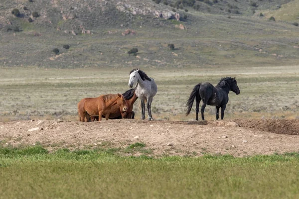 a herd of wild horses in spring in the Utah desert