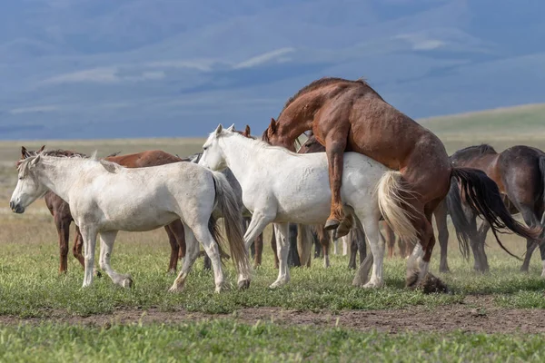 Herd Wild Horses Spring Utah Desert — Stock Photo, Image