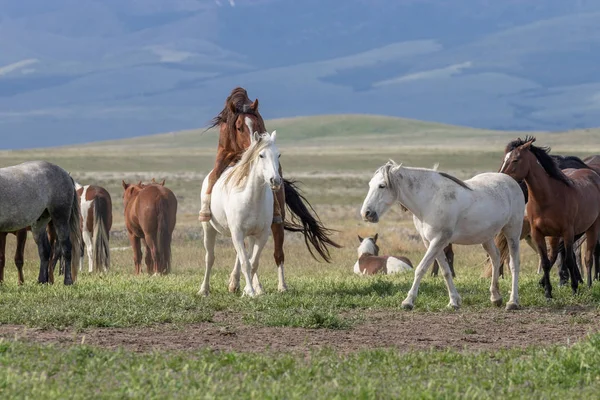 Herd Wild Horses Spring Utah Desert — Stock Photo, Image