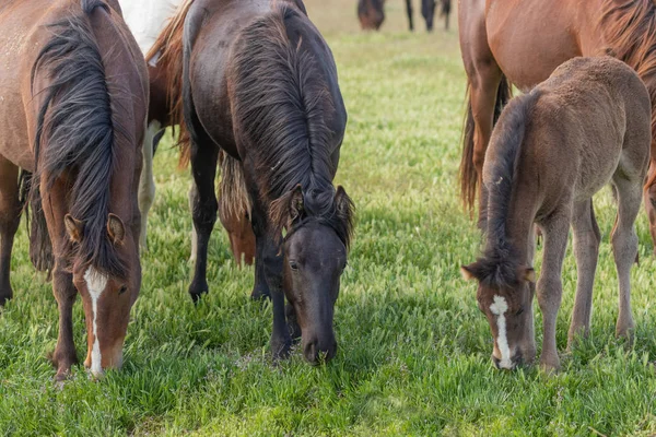 a herd of wild horses in spring in the Utah desert