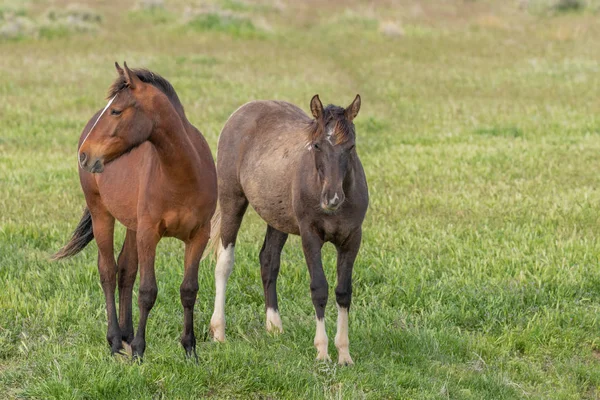 a herd of wild horses in spring in the Utah desert