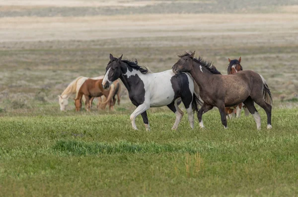 a herd of wild horses in spring in the Utah desert