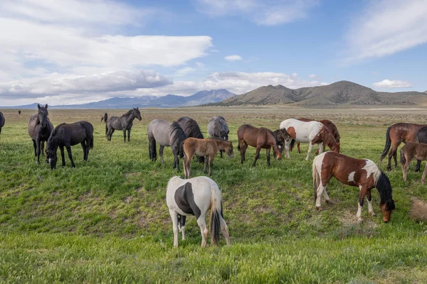 a herd of wild horses in spring in the Utah desert