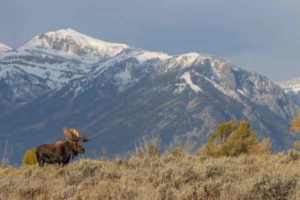 Býk Shiras Los Wyomingu Podzim — Stock fotografie