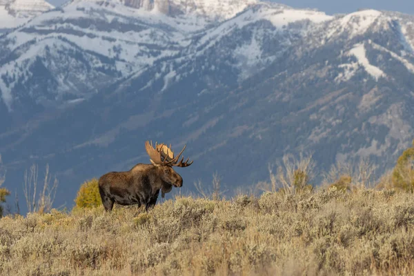 Een Stier Shiras Moose Wyoming Herfst — Stockfoto