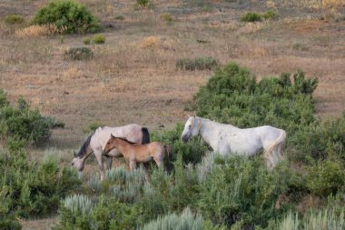 Yazın Colorado 'daki kum havzasında vahşi bir at sürüsü.