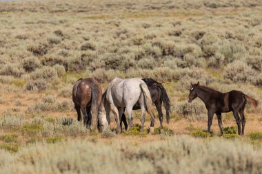 Yazın Colorado 'daki kum havzasında vahşi bir at sürüsü.