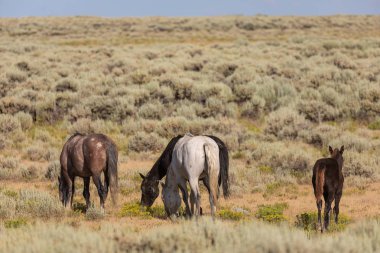 Yazın Colorado 'daki kum havzasında vahşi bir at sürüsü.