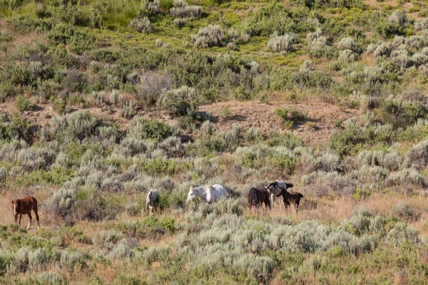 Eine Herde Wildpferde Sommer Kolorado Des Sandwaschbeckens — Stockfoto