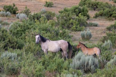 Yazın Colorado 'da vahşi bir kısrak ve tay.