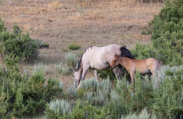 夏にコロラド州で野生の馬の雌馬と子馬が — ストック写真